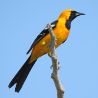 Hooded Oriole